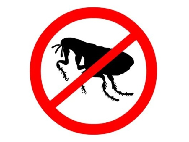 Comprehensive Flea Removal in NJ – ALCO Animal & Pest Control
