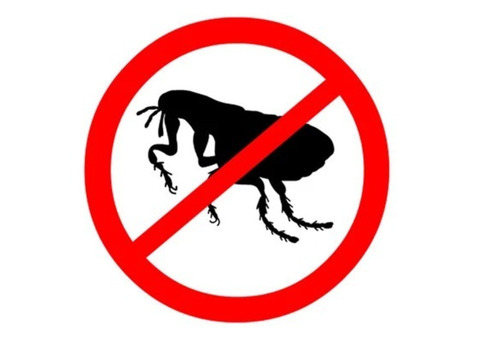 Comprehensive Flea Removal in NJ – ALCO Animal & Pest Control