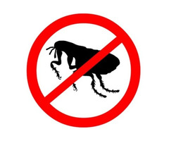Comprehensive Flea Removal in NJ – ALCO Animal & Pest Control