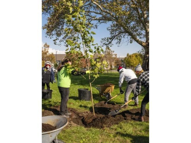 Best Tree Fertilization Services