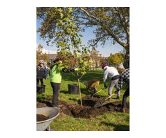 Best Tree Fertilization Services