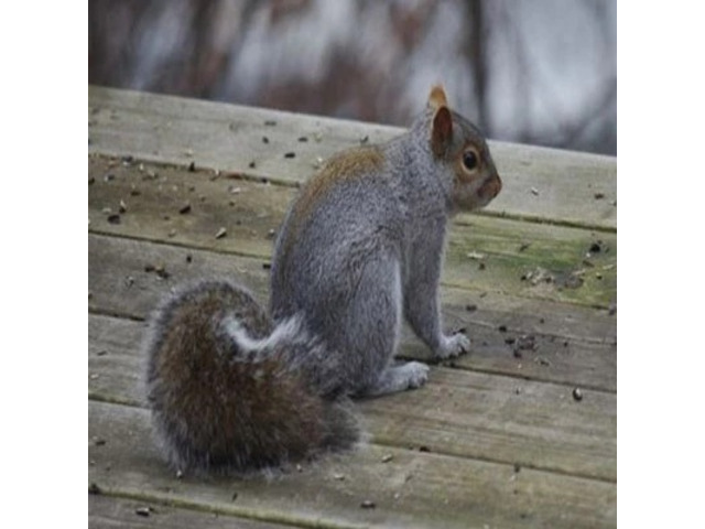 Expert Gray Squirrel Control in NJ – ALCO Animal & Pest Control