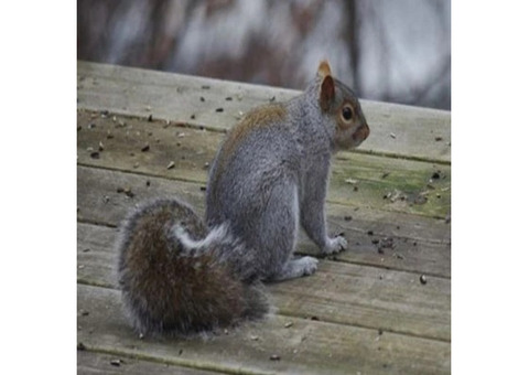 Expert Gray Squirrel Control in NJ – ALCO Animal & Pest Control
