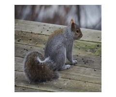 Expert Gray Squirrel Control in NJ – ALCO Animal & Pest Control