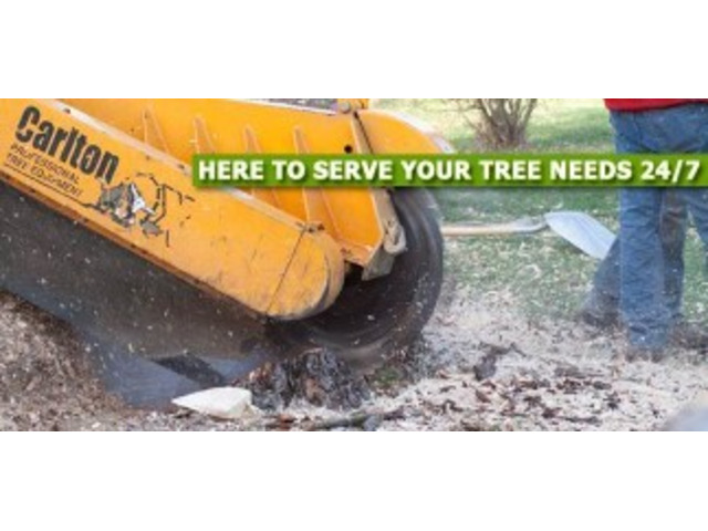 Professional Stump Grinding in Passaic County, NJ