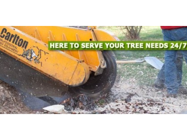 Expert Stump Grinding in Cresskill, NJ – Amazing Tree Services