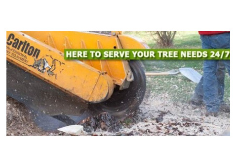 Expert Stump Grinding in Cresskill, NJ – Amazing Tree Services