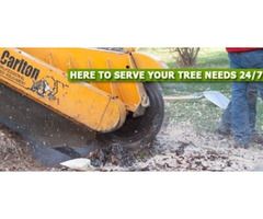 Expert Stump Grinding in Cresskill, NJ – Amazing Tree Services