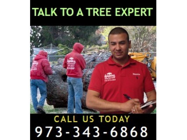 Recommended Tree Services in NJ – Amazing Tree Services
