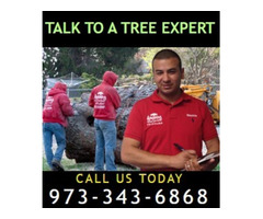 Recommended Tree Services in NJ – Amazing Tree Services