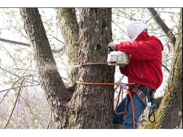 Understanding Tree Removal Cost in New Jersey