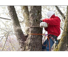 Understanding Tree Removal Cost in New Jersey