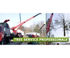 Expert Tree Removal in Saddle River, NJ