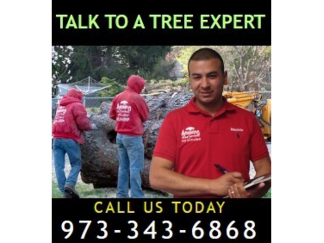 Recommended Tree Services in Passaic County, NJ