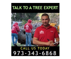 Recommended Tree Services in Passaic County, NJ
