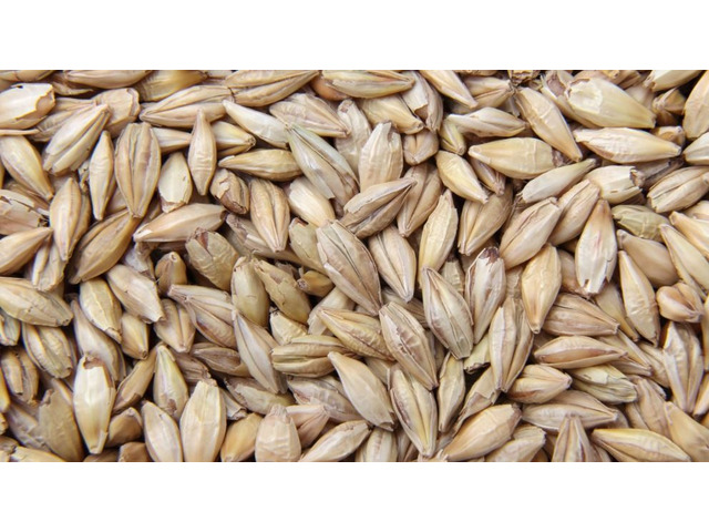 Massenexporteur von Gerste