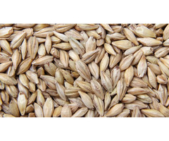 Massenexporteur von Gerste