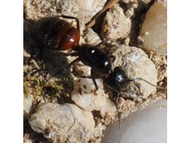 Carpenter Ant Removal in NJ – Expert & Safe Service