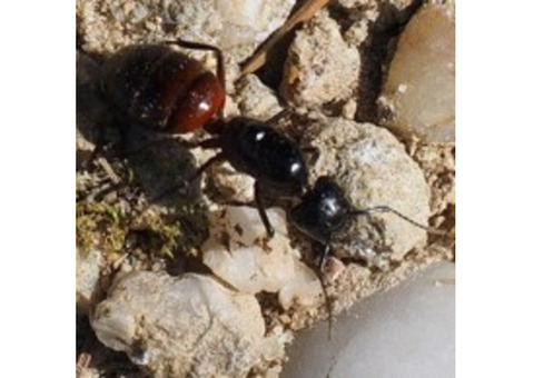 Carpenter Ant Removal in NJ – Expert & Safe Service