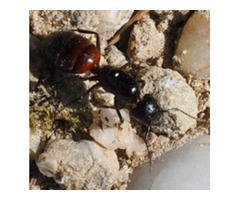 Carpenter Ant Removal in NJ – Expert & Safe Service