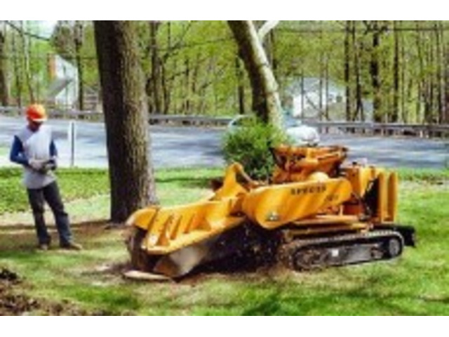 Tree Services in NJ – Professional, Fully Insured Crew