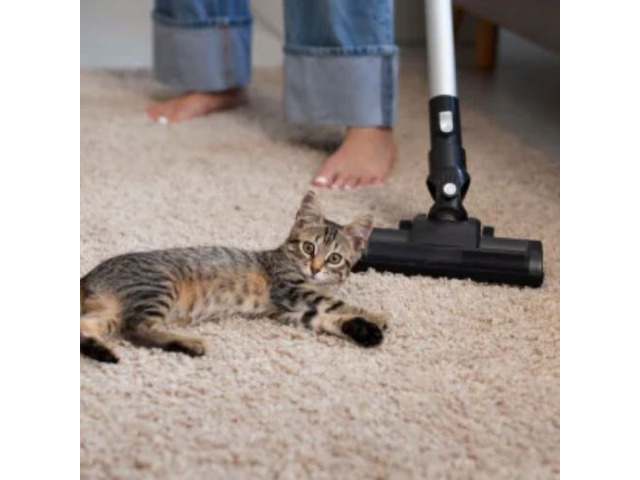 Cat Urine Removal That Gets Results