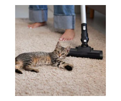 Cat Urine Removal That Gets Results