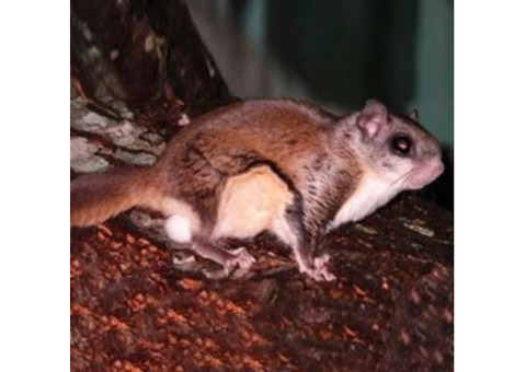 Expert Flying Squirrel Control in New Vernon, NJ