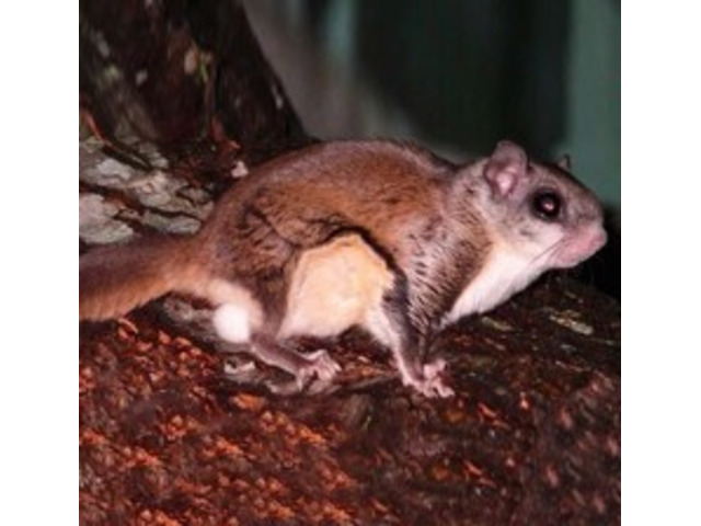 Expert Flying Squirrel Control in New Vernon, NJ