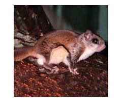 Expert Flying Squirrel Control in New Vernon, NJ