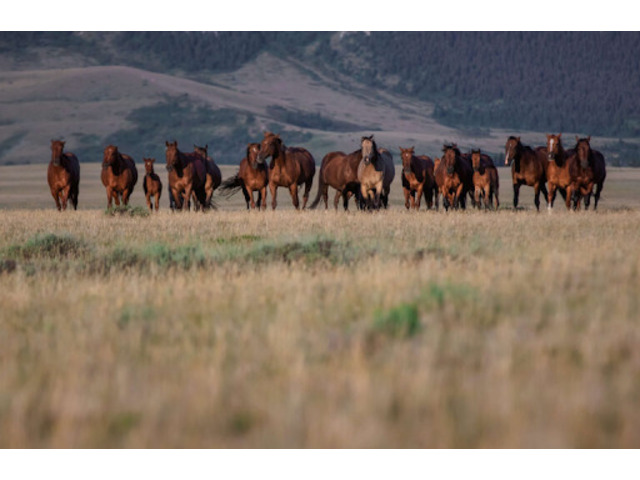 Roping Horses For Sale