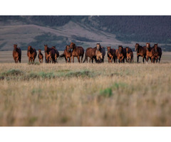 Roping Horses For Sale