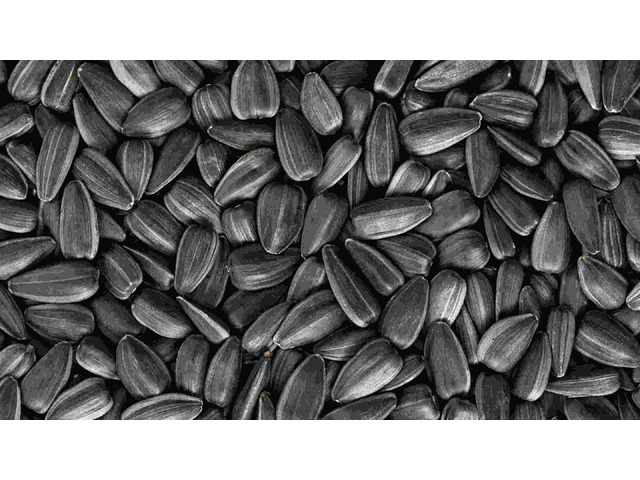 تامین کننده جهانی تخمه آفتابگردان