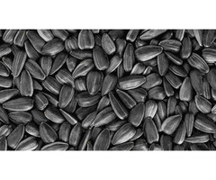 تامین کننده جهانی تخمه آفتابگردان