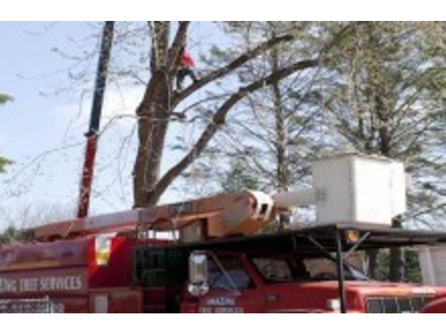 Tree Removal Company – Trusted Experts in NJ