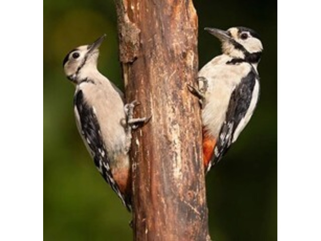 Expert Woodpecker Removal in NJ