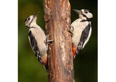 Expert Woodpecker Removal in NJ