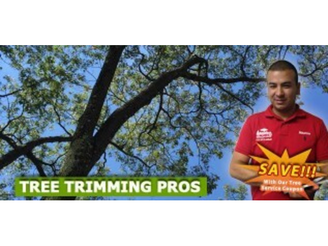 Professional Tree Trimming Totowa, NJ – Safe & Thorough