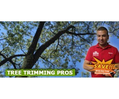Professional Tree Trimming Totowa, NJ – Safe & Thorough