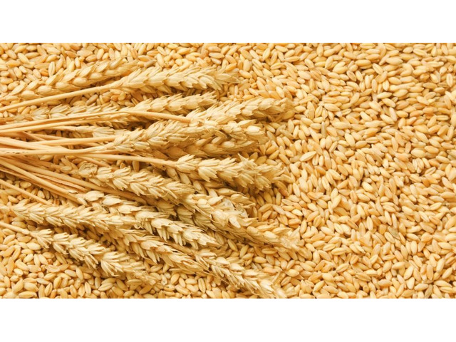 Sustainably-Derived Wheat from Authentic Grain Exporter Companies