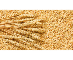 Sustainably-Derived Wheat from Authentic Grain Exporter Companies