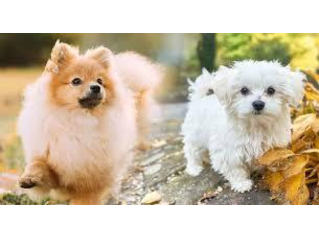 Adorable and Healthy Pomtese Puppies for Sale Near You