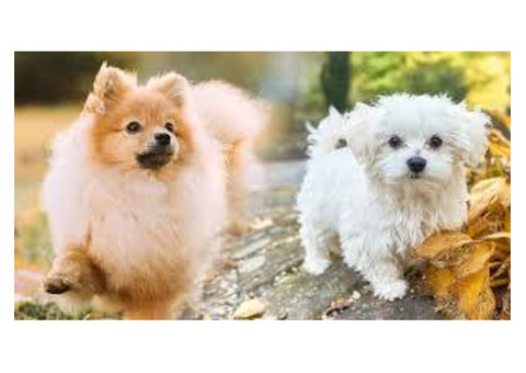 Adorable and Healthy Pomtese Puppies for Sale Near You