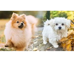 Adorable and Healthy Pomtese Puppies for Sale Near You