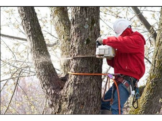 Recommended Tree Services in NJ – Trusted & Highly Rated