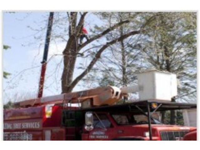Professional Tree Removal Service in NJ – Safe & Efficient