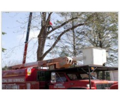 Professional Tree Removal Service in NJ – Safe & Efficient