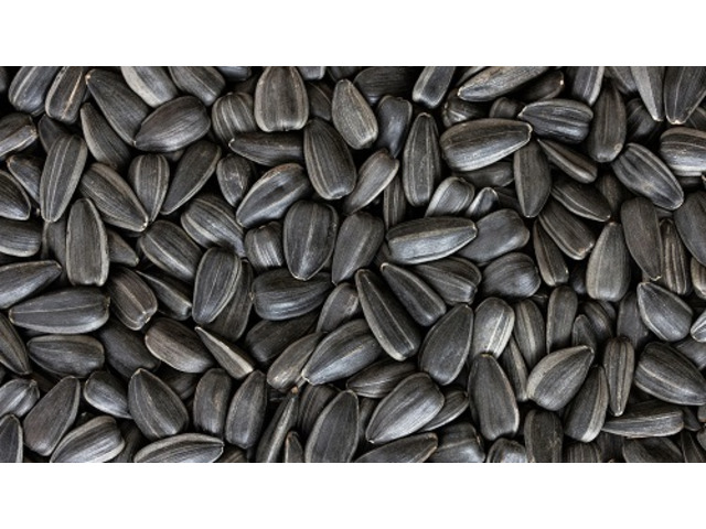 油抽出用の高級ヒマワリの種子