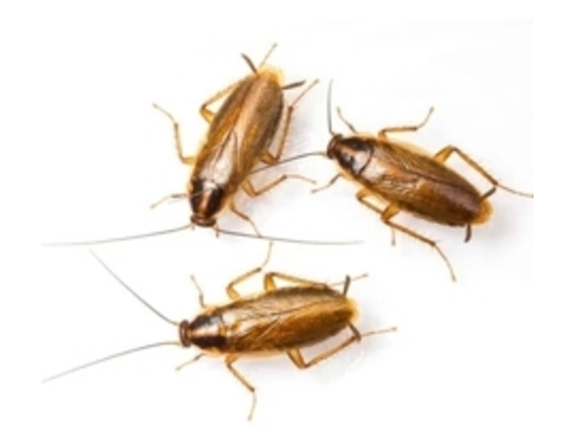 Professional Cockroaches Control in NJ – Safe & Reliable