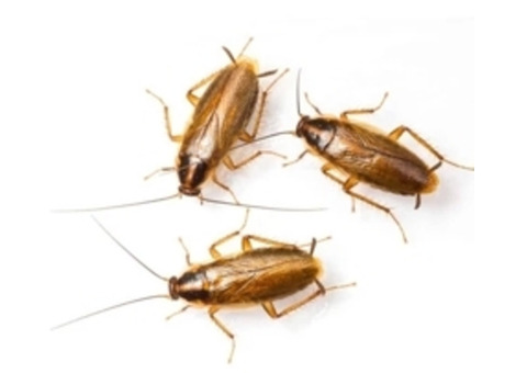 Professional Cockroaches Control in NJ – Safe & Reliable
